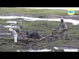 2 Heros  Rescuing an Baby Elephant Stuck in Mud