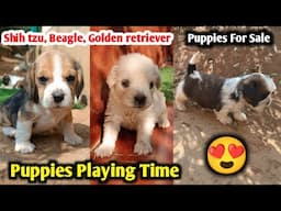 ನಮ್ಮ Beagle, Shih tzu ಮತ್ತು Golden retriever ನಾಯಿಮರಿಗಳ Morning Playing Time | Beautiful Puppies