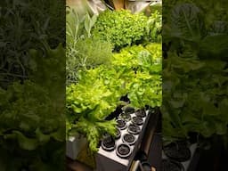 Growing Unlimited Herbs and Greens