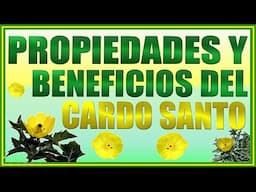 [Cardo Santo] Propiedades y Beneficios