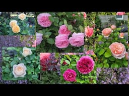 Top Roses Review In My Garden 2023 - David Austin and Kordes- Zone 6B