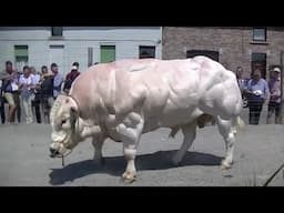 10 Abnormally Strong Bulls That Actually Exist