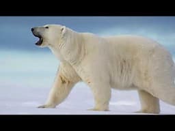 Everything about Polar Bears