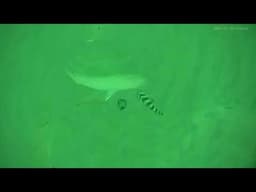 Flounder Sheephead Snappers Grunts and so Much More Caught on my Reef Camera out of Ponce Inlet