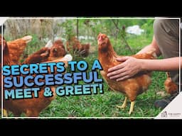 How to Introduce New Chickens to Your Existing Flock