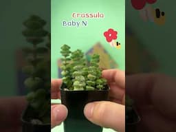 Succulents Box Feb 2025 Succulent subscription unboxing #succulents #subscription #unboxing