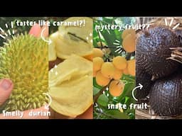 Frankie's Nursery exotic tropical fruit tour ❥ *exclusive*