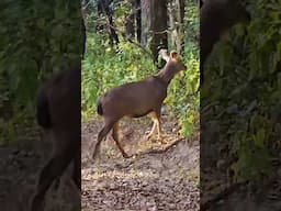 Kanha National Park - a paradise for the wild species #kanha #wildlife #madhyapradesh #wildanimals