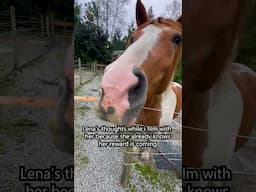 She Knows What She Wants! Spoiler Alert... It's Food! #horses #funny #shortsfeed