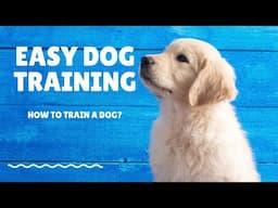 How to Train a Dog? Quick & Easy Dog Training Tips.