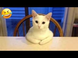 Trending Funny Animals 😍 Funniest Dogs and Cats 😹🐶 Part 28