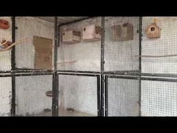 Old Cage Ki Bahut Yaad Aati Hai || Miss My Aviary || Full Avairy Khatam😞😞😞