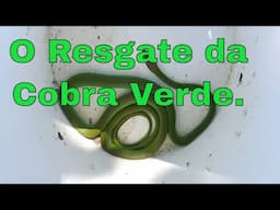 Resgatei uma cobra verde na casa de uma moradora assustada