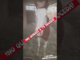 Curso- Comunicación Efectiva para tener un caballo manso.Info whatsapp 449 4630584