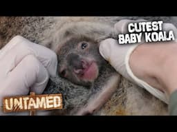 Separating Baby Koala From Mom To Save Its Life 🥺 Untamed