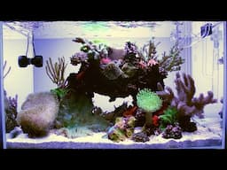 REEF TANK UPGRADE | Simple Soft Coral Saltwater Aquarium | AQUASCAPING