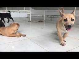 Adorable puppy always complains and asks his owner to feed him