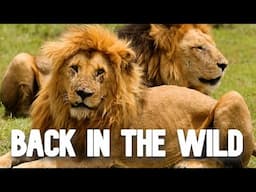 Reunited with the Wild: A Journey Through The Masai Mara!