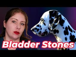 Dalmatians & Genetically Linked Bladder Stones | Vet’s Voice