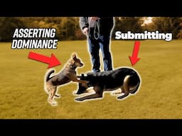 This is What Dominant Dog Body Language Looks Like..