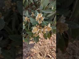 Loquats in bloom! #farmlife #loquat #eonfarm #farming #desertfarmer