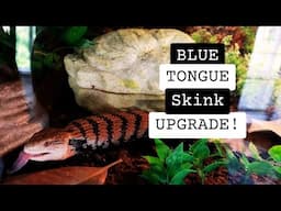 Blue Tongue Skink Setup! (Indonesian)