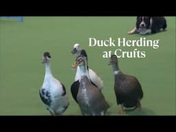 Duck Herding at Crufts | From the Archives