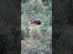 Giant boar slipping out of the drive encounters Victoria 💥