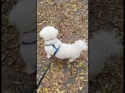 A Dog’s Version Of Social Media 🐶 #shorts #bichonfrise #itsadogslife