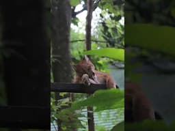 🌳El Santuario de Vida Silvestre más grande de Costa Rica #costarica #wildlife #costaricatravel