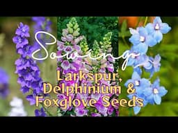 Garden Goals: Starting Larkspur, Delphinium & Foxglove Seeds 🌿🍃