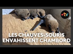 Pas moins de 900 chauves-souris hivernent à l'intérieur de château de Chambord