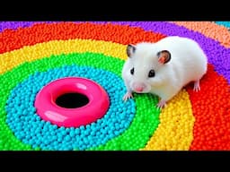 🐹 Hamster Escapes the Rainbow Maze OBSTACLE COURSE 1