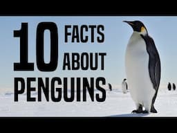 10 Interesting Facts About Penguins for Children: Learn About Penguins for Kids - FreeSchool