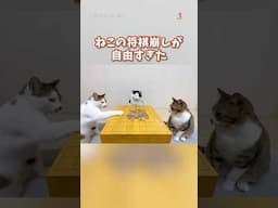 全員マイペースな将棋崩し #猫