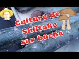 Culture de Champignons Shiitake sur Bûches de Chêne