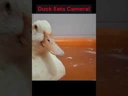 Duck Eats Camera! 🤣 #shorts