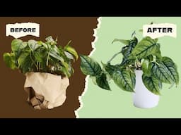 SOIL TO SEMI-HYDRO THE EASY WAY!