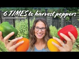 When to Harvest Bell Peppers – 6 Times to Pick Them & How!