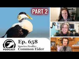 Species Profile: Common Eider (Part 2) | DU Podcast