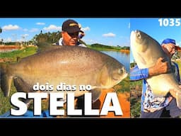 PEGA MUITO TAMBA NO STELLA EM DOIS DIAS ????   FISHINGTUR NA TV 1035