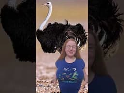 Why Do Ostriches Spin in Circles? Fun Facts About These Amazing Birds!