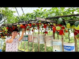 Want Your Tomato Plants to Double Their Yield? This Trick Is Just for You!