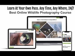 Best Online Wildlife Photography Course for Beginners