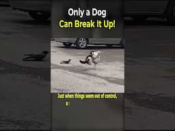 Only a Dog Can Break It Up!