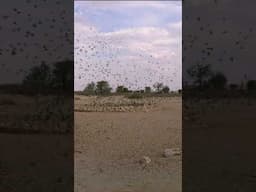 Flock of quelea birds #birds