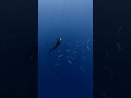 Freediving in Indonesia #freedive #freediving #osmoaction5pro