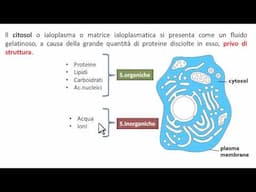 Citosol o matrice ialoplasmatica