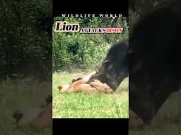 Lion attacks baby bison, and is counterattacked by mother bison #lion #shorts #bison #wildlife