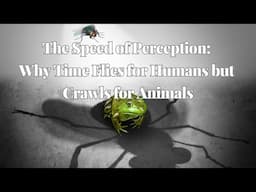 The Speed of Perception: Why Time Flies for Humans but Crawls for Animals